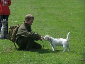 Walk & Train with The Puppies