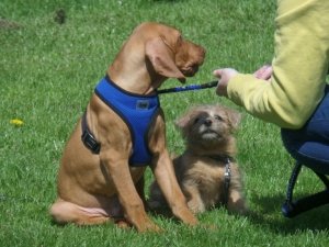 Walk & Train with The Puppies