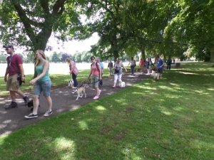 Walk & Train with The Puppies