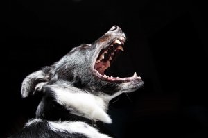 Dog open mouth