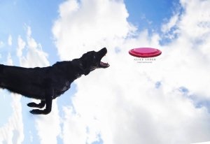 Betsy Flying Disc Dog