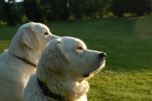 Golden Retrievers