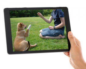 Online dog training