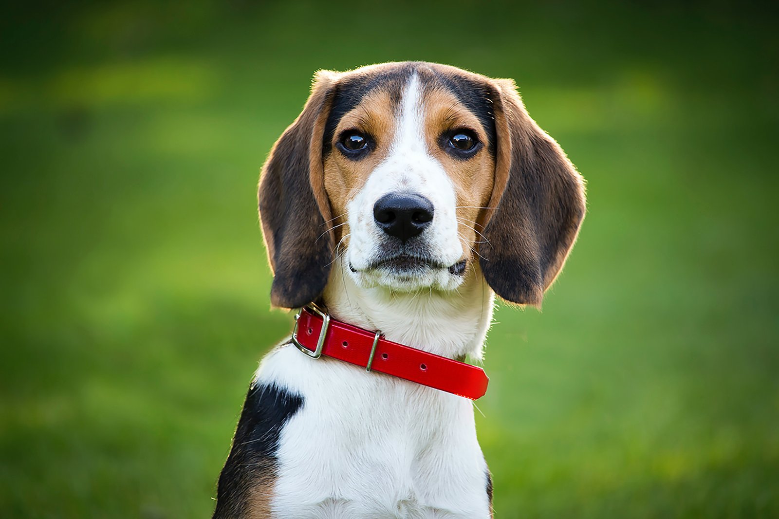 Beagle