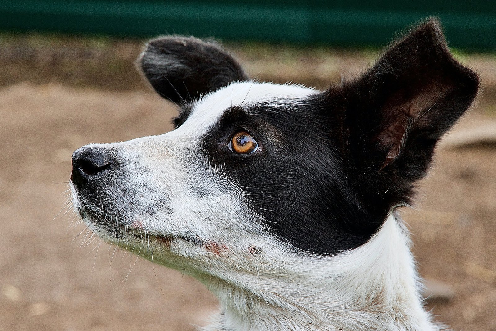 Border Collie Dog Training