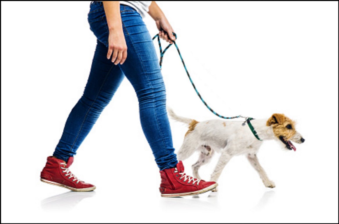 Dog being walked with a loose lead